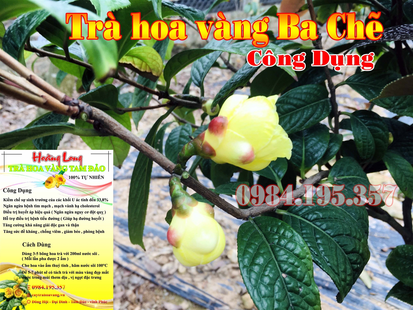 Trà hoa vàng ba chẽ và công dụng