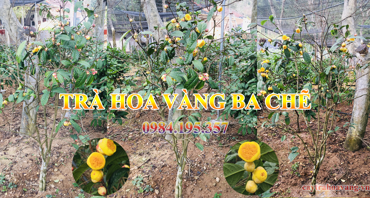 Trà hoa vàng Ba Chẽ hoa um tùm