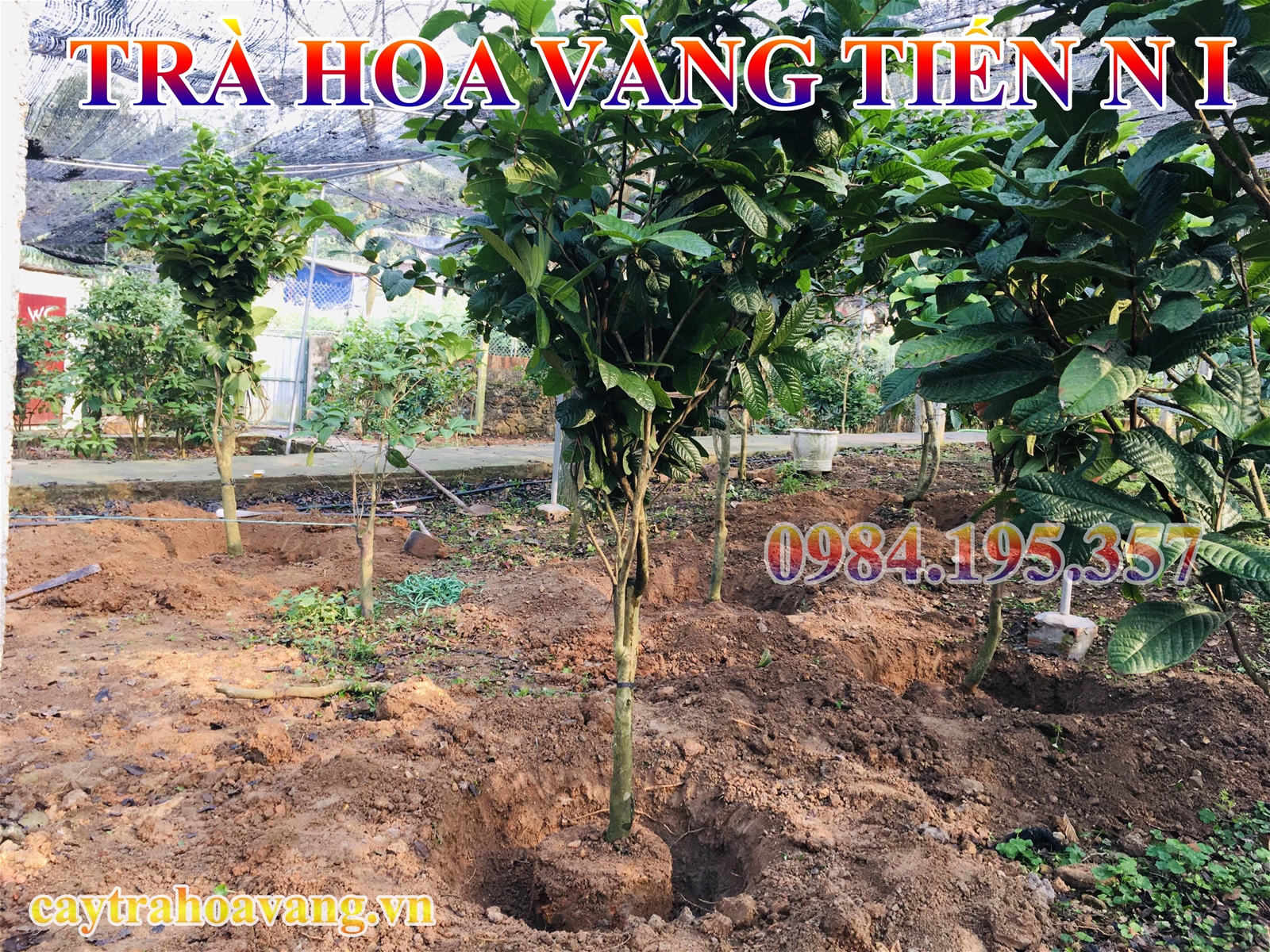 Hải đường vàng