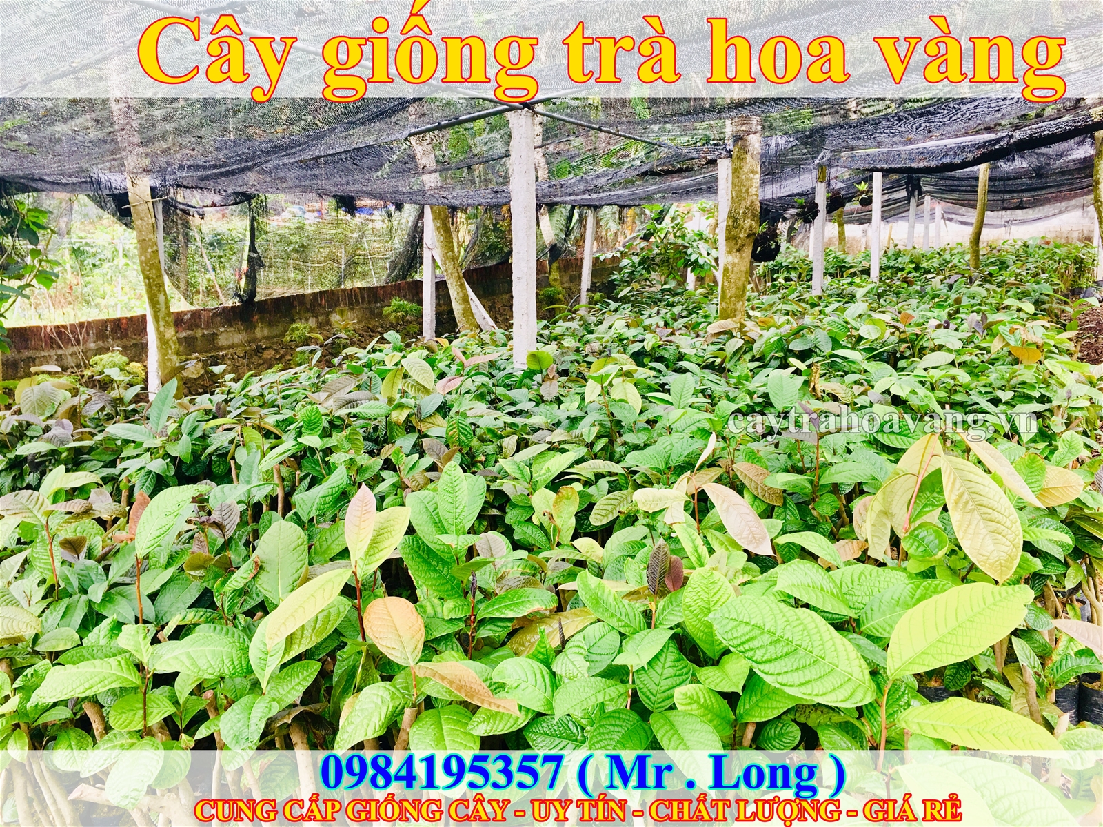 99,9k bạn đã sở hữu được cây giống trà hoa vàng chuẩn bị ra hoa