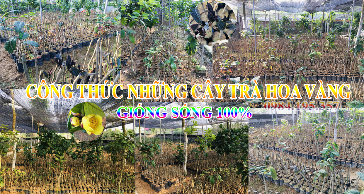 Công thức để những cây trà hoa vàng sống 100%