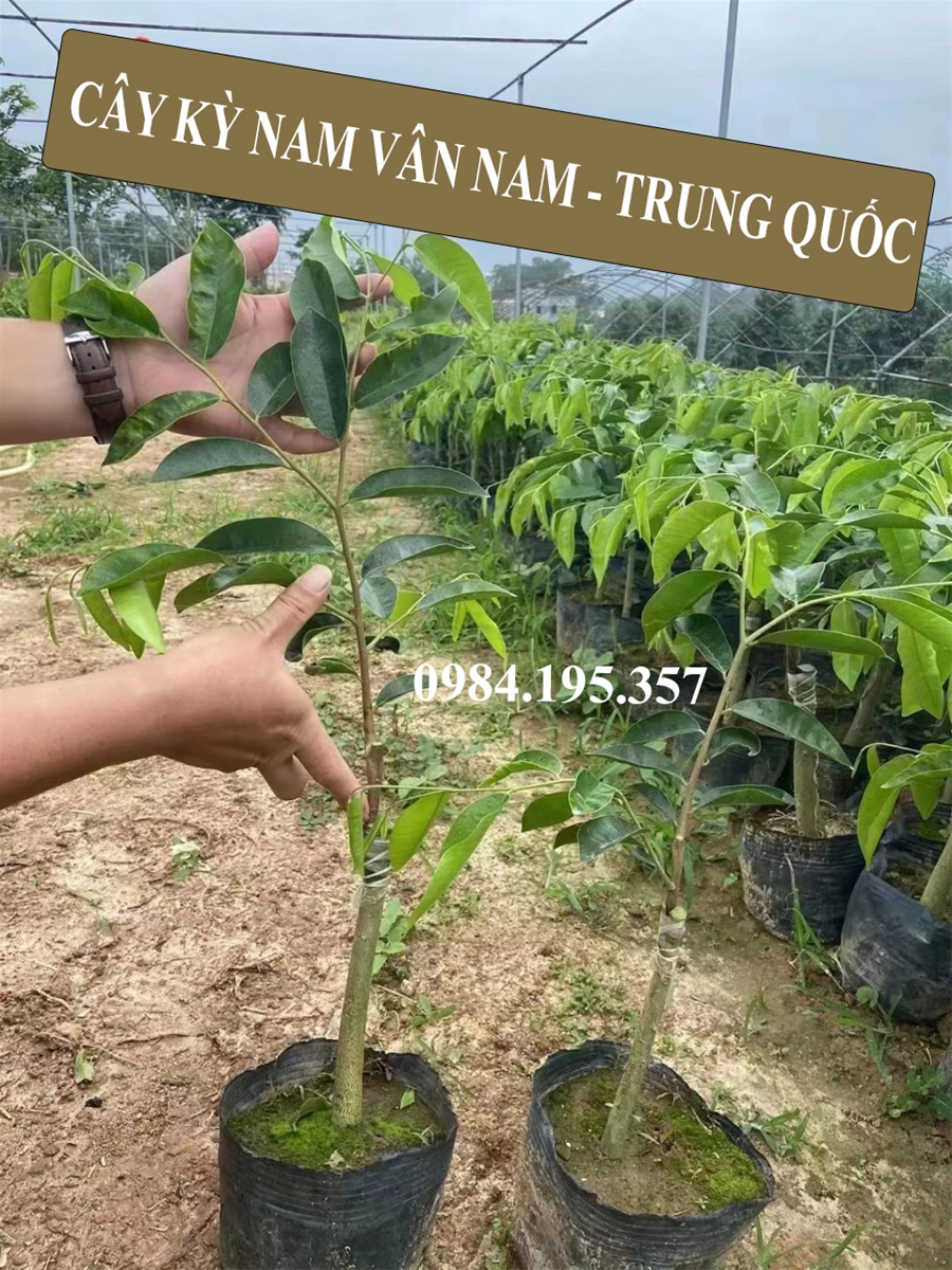 Cây Kỳ Nam Vân Nam-Trung Quốc