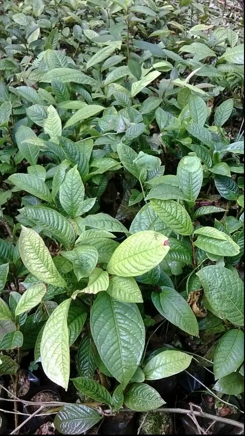 Trà hoa vàng Phanii – Camellia phanii Hakoda et Ninh