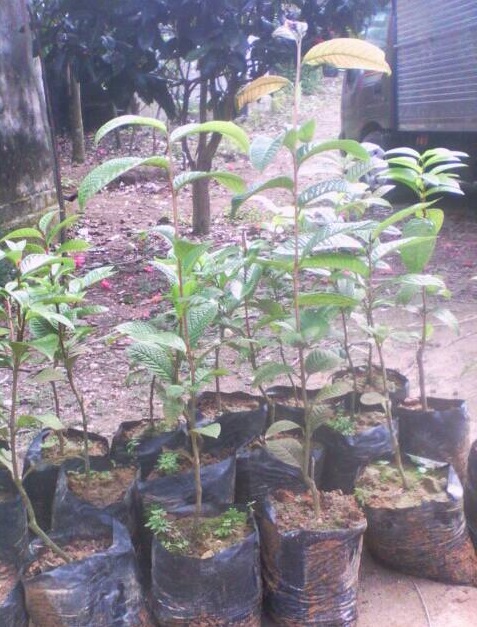 Trà hoa vàng pêtêlôtti (Camellia petelotii (Merr.) Sealy)
