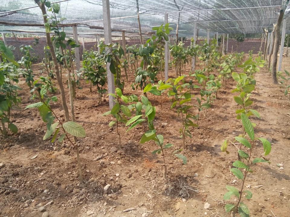 Trà hoa vàng thần dược núi Tam Đảo
