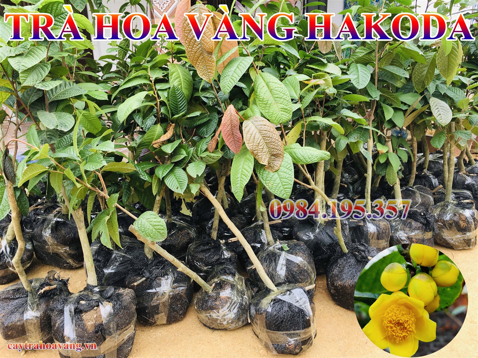 Cây trà hoa vàng hakoda