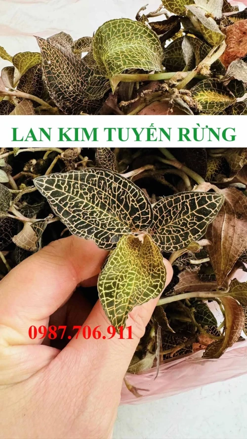 Lan kim tuyến 100% rừng Tam Đảo 100g tươi