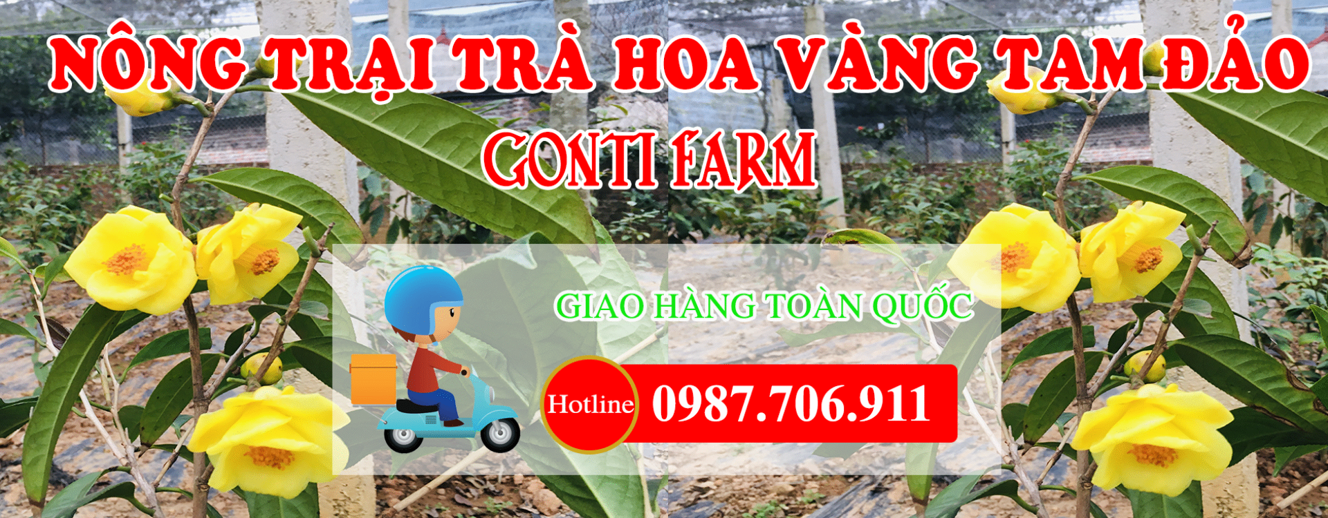 Nông trại trà hoa vàng Tam Đảo